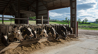 Nuestras granjas productoras de leche